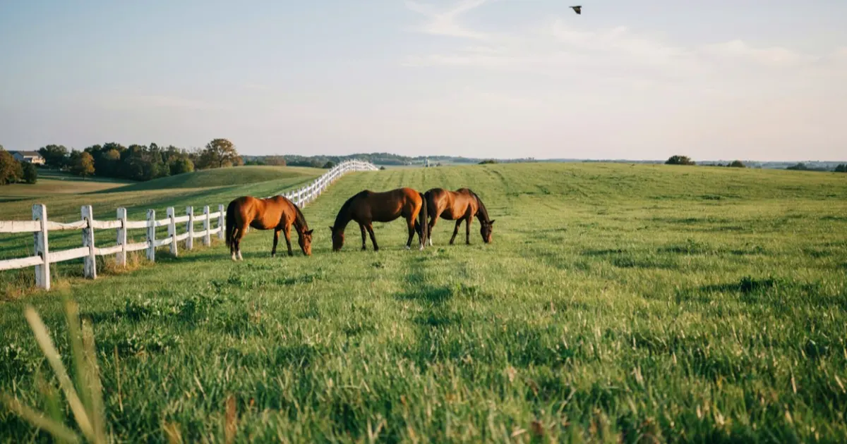 Kentucky landscape