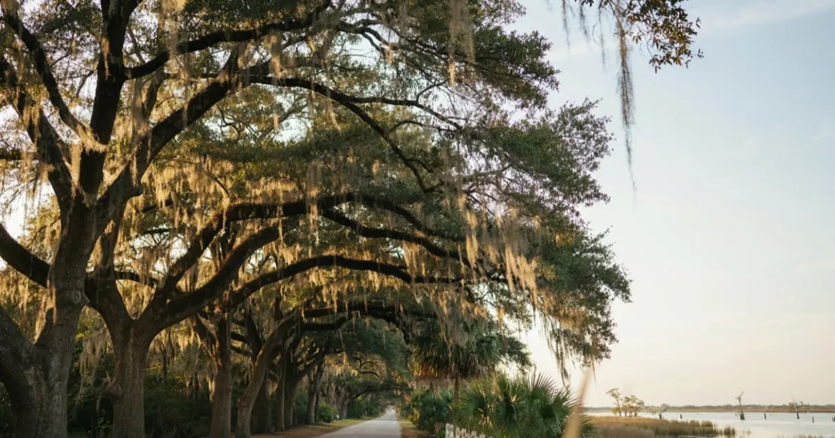 South Carolina landscape